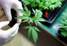 A Complete Guide on the Difference Between CBD and CBN Halifax weed delivery